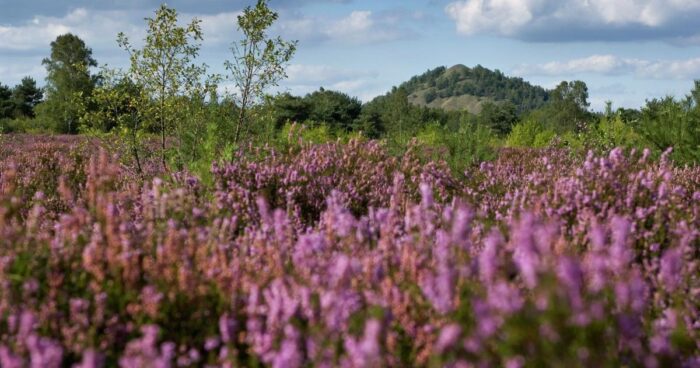 Wandelen paarse-pracht Maasmechelen